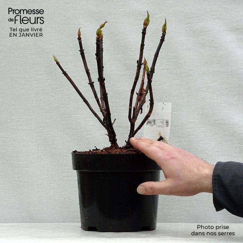 Example of Hortensia - Hydrangea macrophylla Leuchtfeuer Pot van 2 l/3 l as you get in hiver