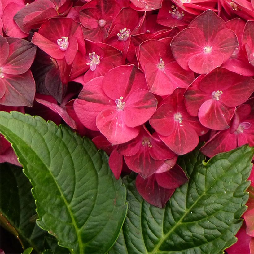 Hydrangea macrophylla Magical Ruby Tuesday - Bolhortensia (Foliage)