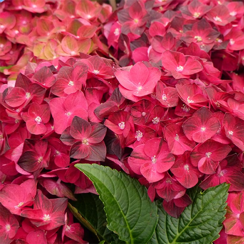 Hydrangea macrophylla Magical Ruby Tuesday - Bolhortensia (Flowering)