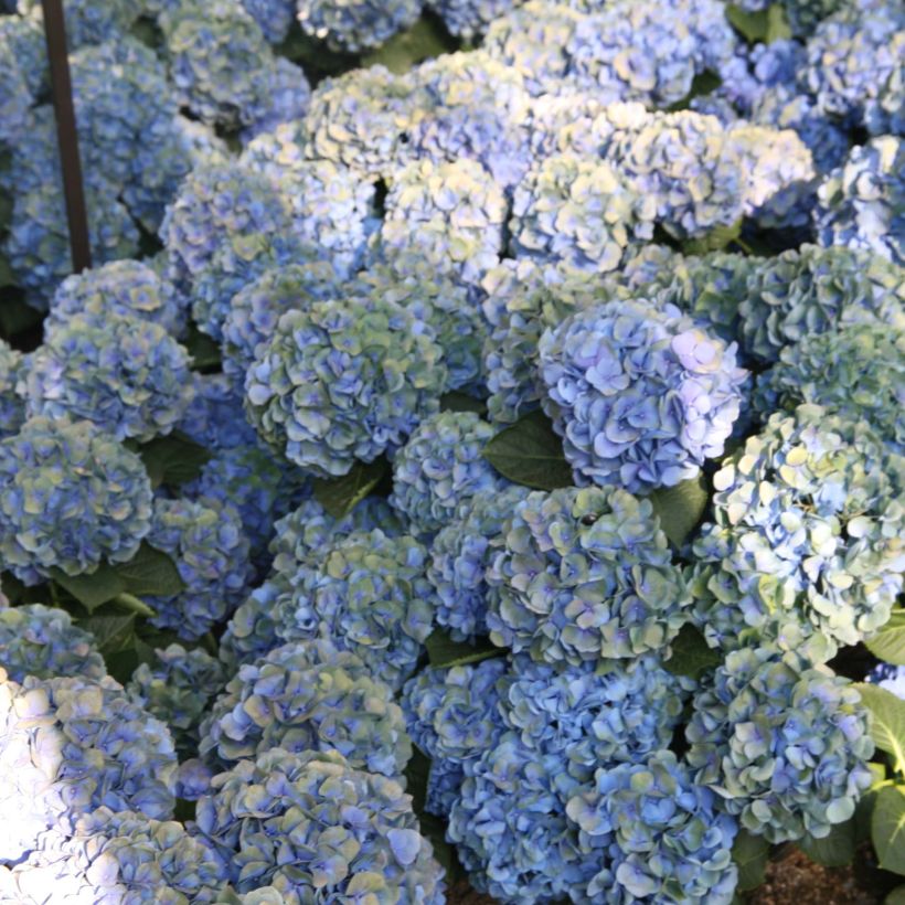 Bolhortensia Mathilde Gutges (Flowering)