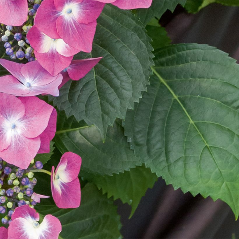 Hydrangea macrophylla Mousmee - Schermhortensia (Foliage)