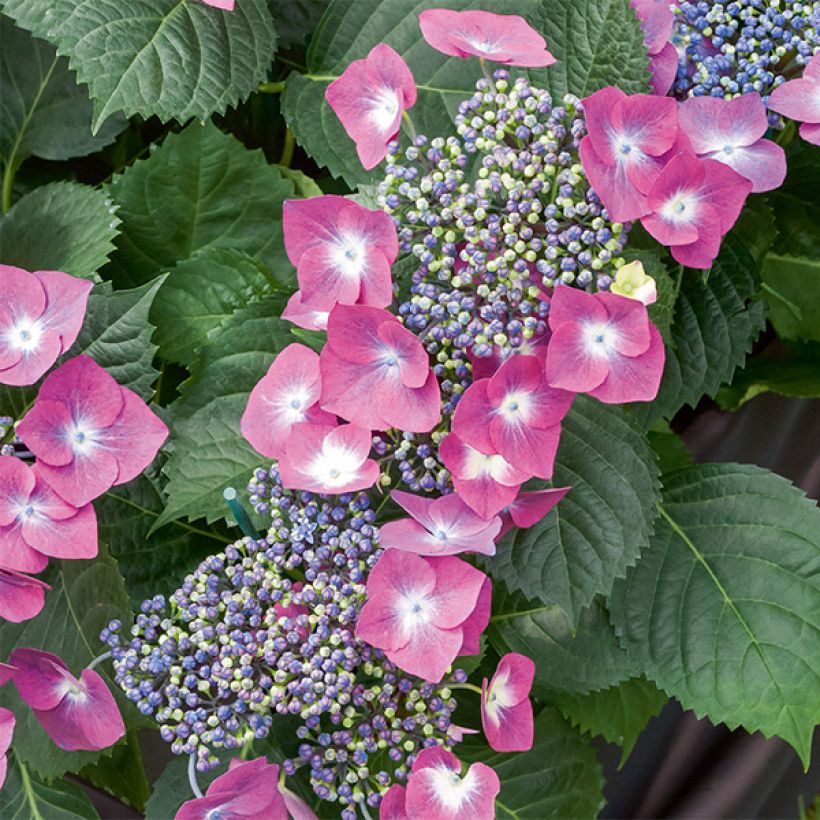 Hydrangea macrophylla Mousmee - Schermhortensia (Flowering)