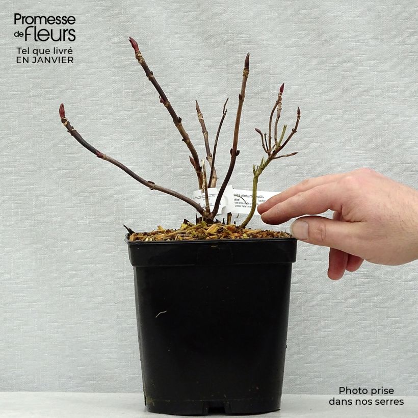 Example of Hortensia - Hydrangea macrophylla Mousseline Pot van 2 l/3 l as you get in hiver