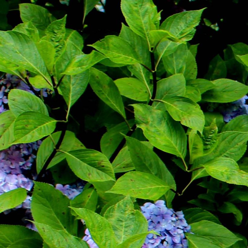 Hydrangea macrophylla Nigra - Bolhortensia (Foliage)