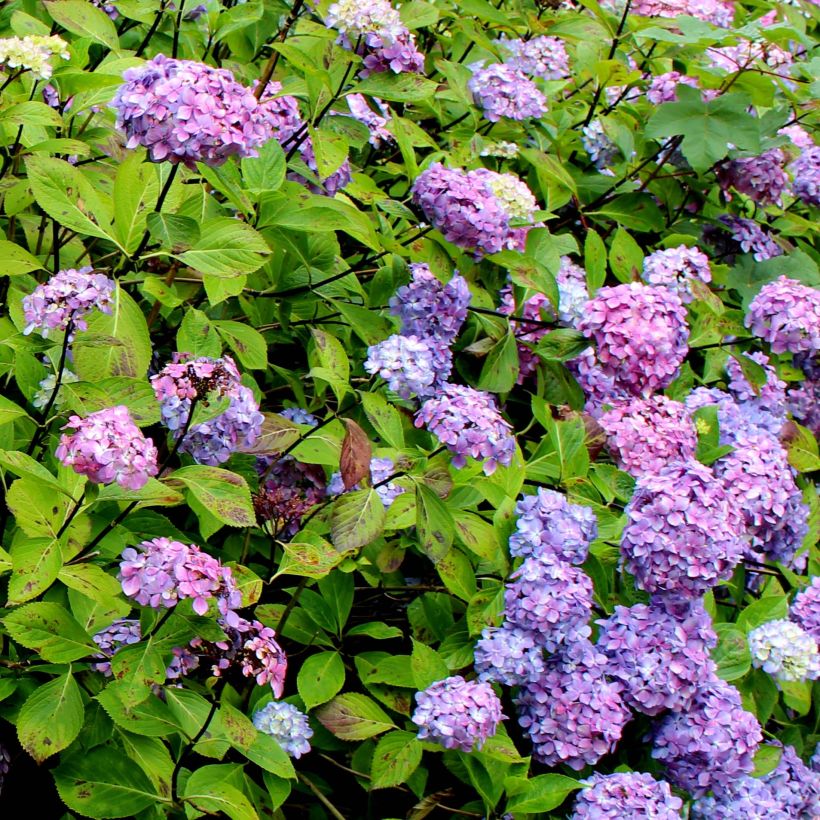 Hydrangea macrophylla Nigra - Bolhortensia (Flowering)