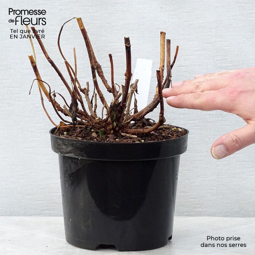 Example of Hortensia - Hydrangea macrophylla Princess Diana Pot van 3 l/4 l as you get in hiver