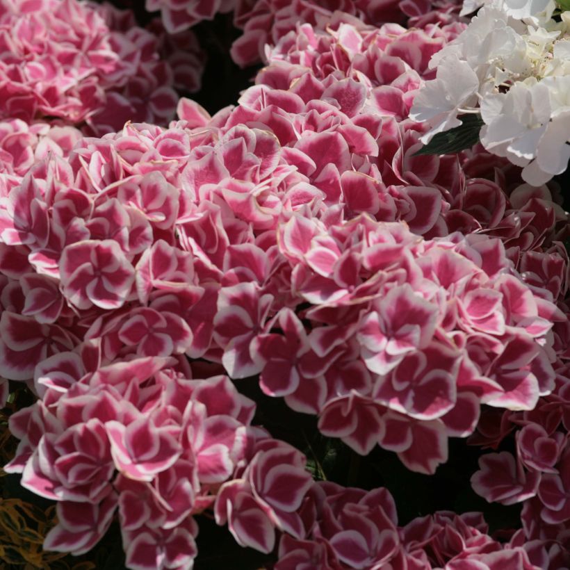 Hydrangea macrophylla Red Ace - Bolhortensia (Flowering)