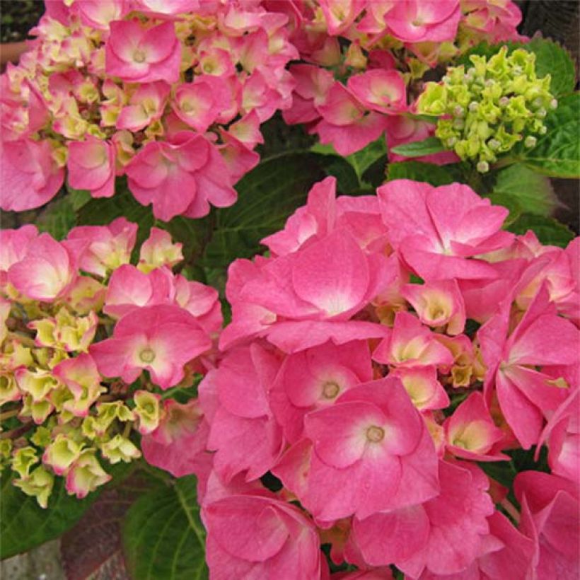 Hydrangea macrophylla Rosita - Boerenhortensia (Flowering)