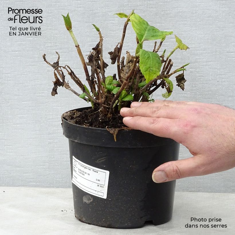 Example of Hortensia - Hydrangea macrophylla Rosita Pot van 2 l/3 l as you get in hiver