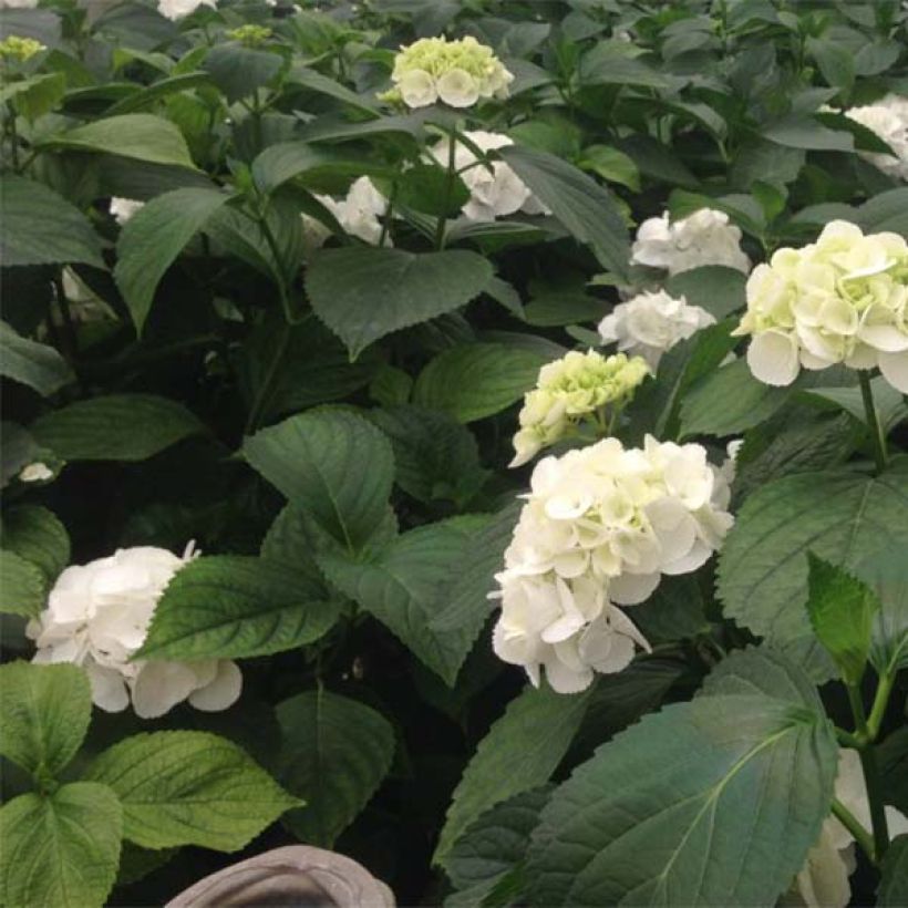Hydrangea macrophylla Schneeball - Bolhortensia (Foliage)