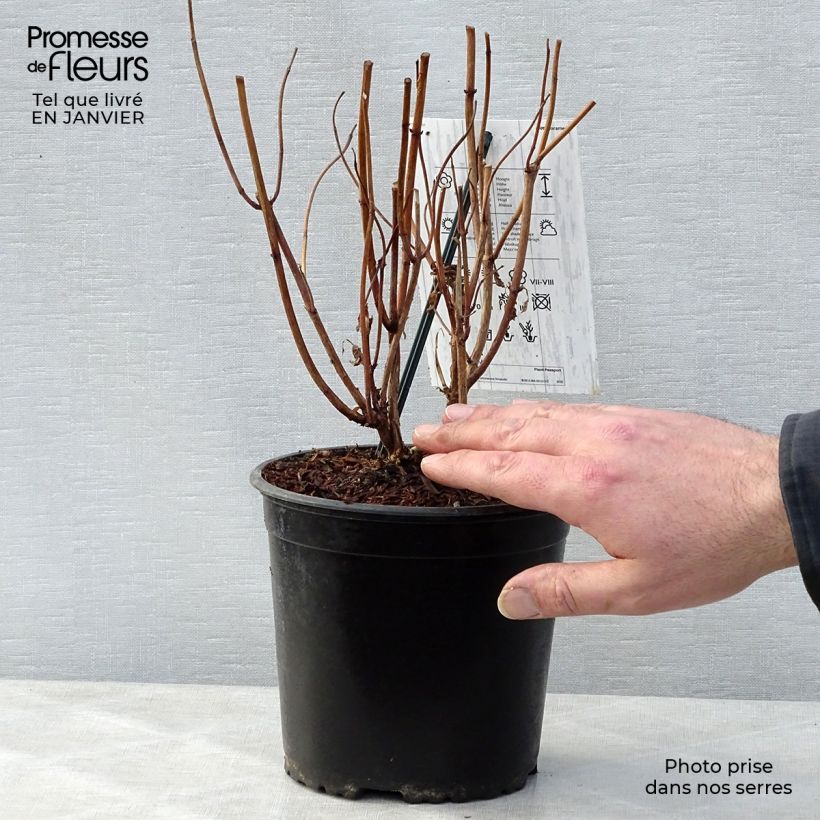 Example of Hydrangea macrophylla Schneeball - Bolhortensia Pot van 2 l/3 l as you get in hiver