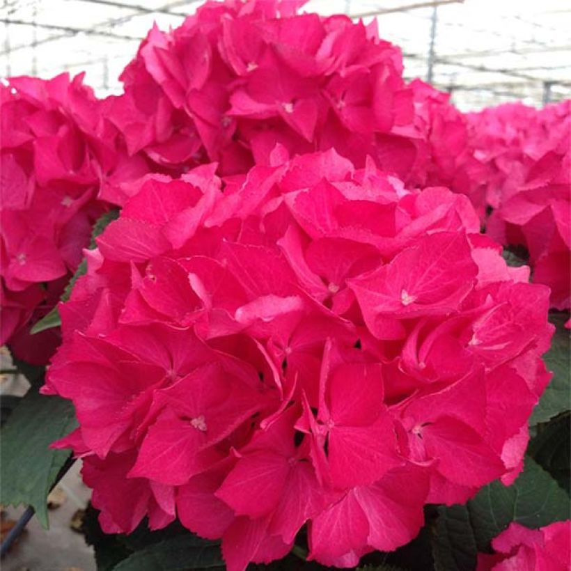 Hydrangea macrophylla Dutch Ladies Selma - Bolhortensia (Flowering)