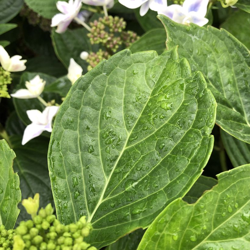 Hydrangea macrophylla Stargazer - Bolhortensia (Foliage)