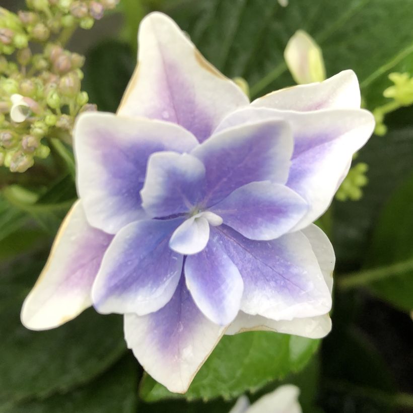 Hydrangea macrophylla Stargazer - Bolhortensia (Flowering)
