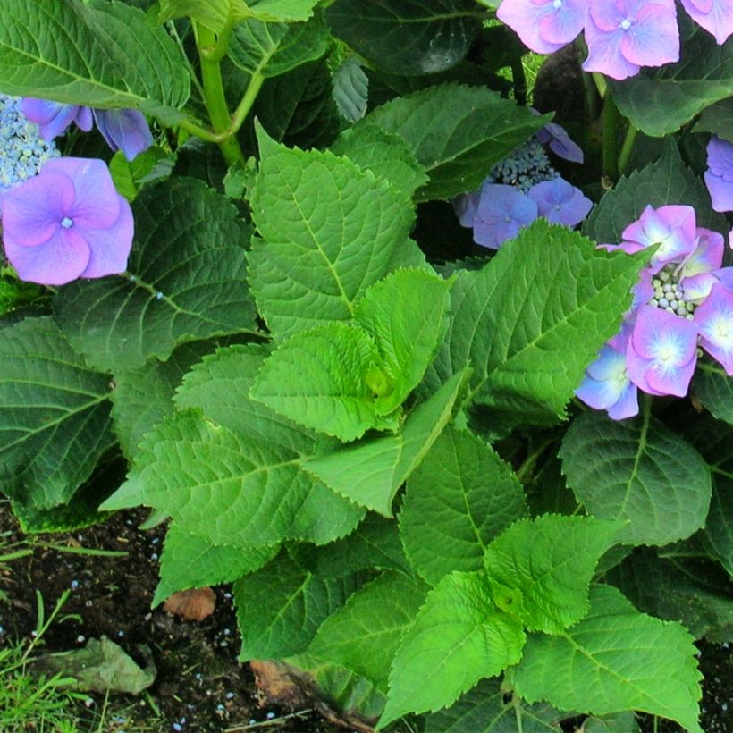 Schermhortensia Teller Blue - Schermhortensia (Foliage)