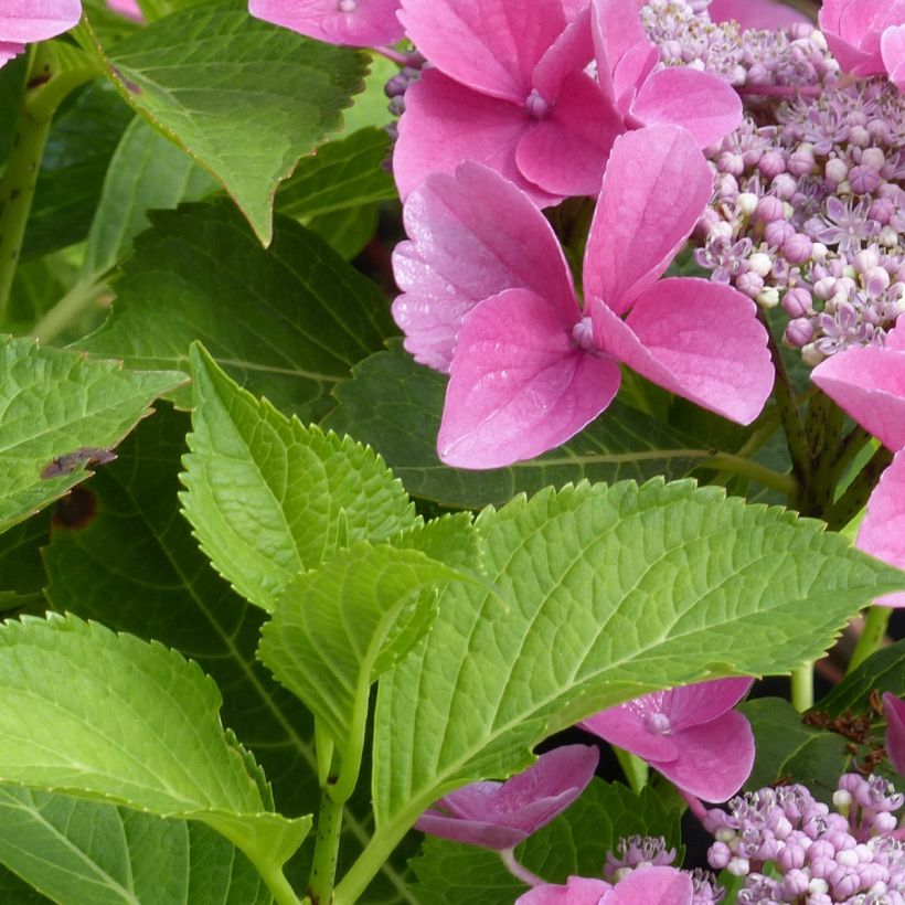 Hydrangea macrophylla Teller Pink - Schermhortensia (Foliage)