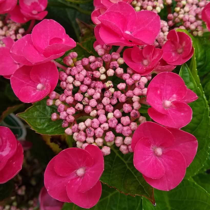 Hydrangea macrophylla Teller Red -  - Schermhortensia (Flowering)