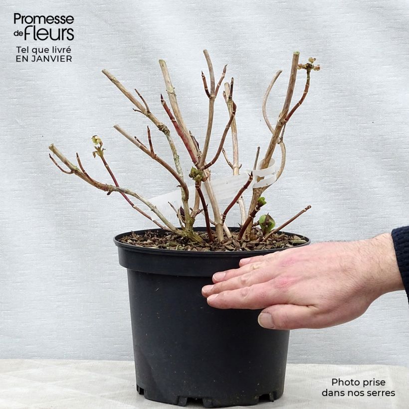Example of Hortensia - Hydrangea macrophylla Tinkerbell Pot van 1,5 l/2 l as you get in hiver