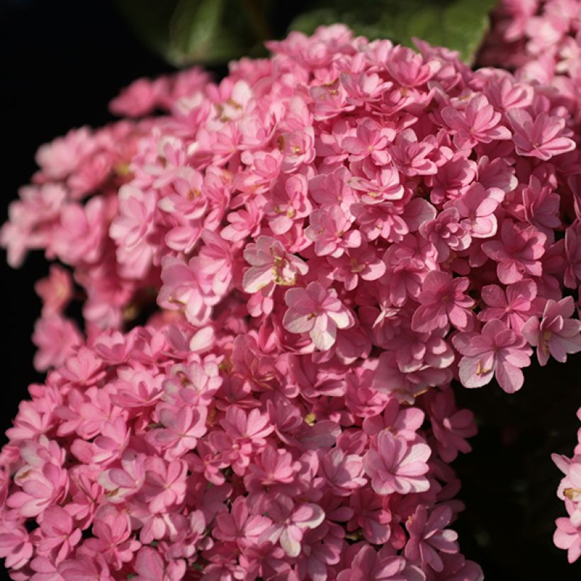 Hydrangea macrophylla Umbrella - Bolhortensia (Bloei)