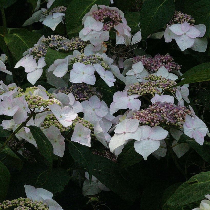 Hydrangea macrophylla Veitchii - Schermhortensia (Flowering)