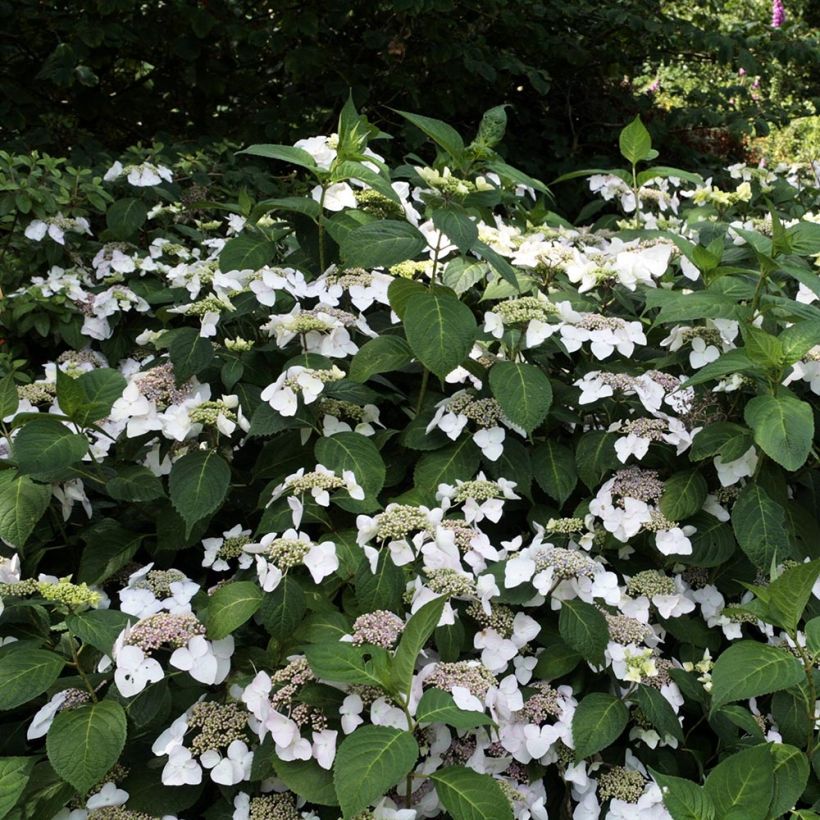 Hydrangea macrophylla Veitchii - Schermhortensia (Plant habit)