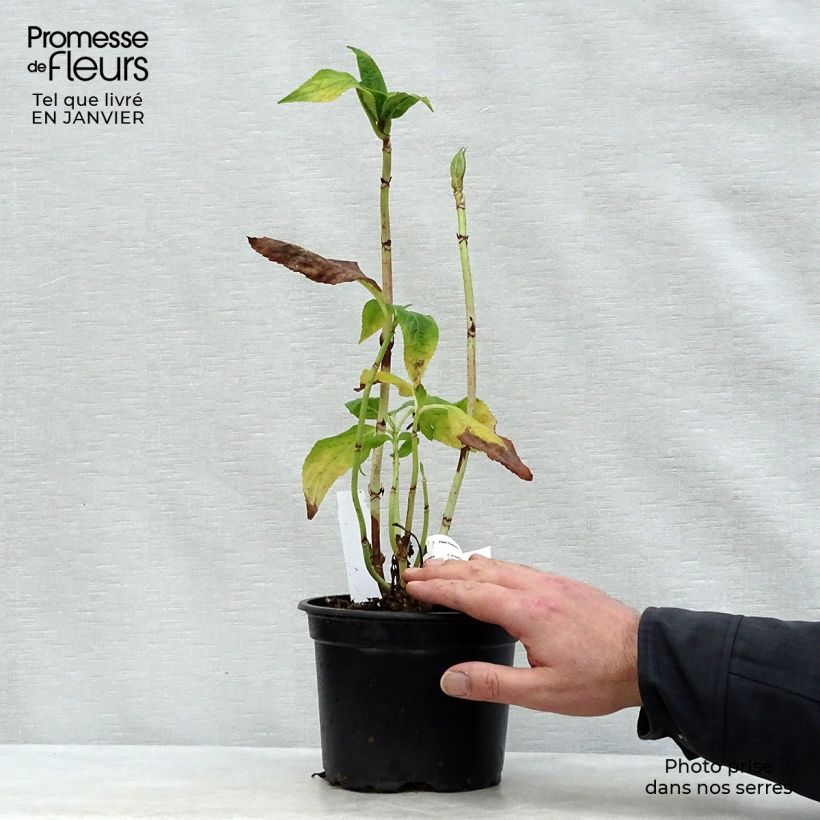 Example of Hortensia - Hydrangea macrophylla Veitchii Pot van 2 l/3 l as you get in hiver