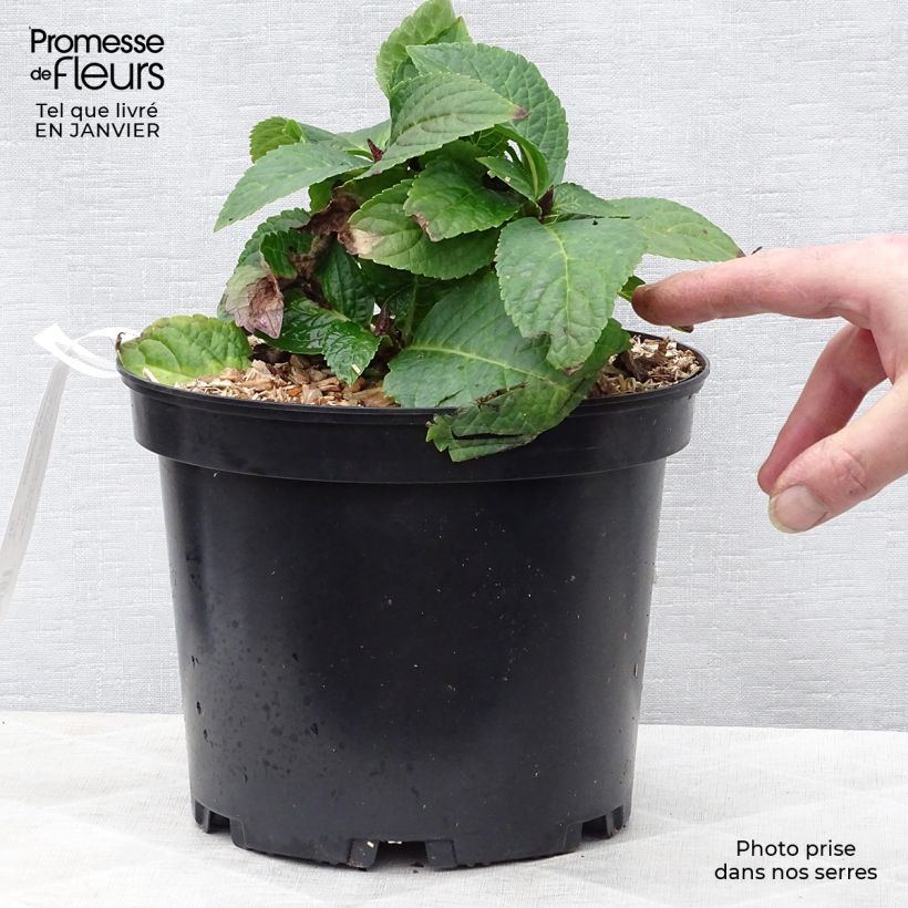 Example of Hydrangea macrophylla Wedding Gown - Schermhortensia Pot van 4 l/5 l as you get in hiver