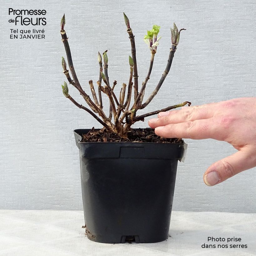 Example of Hydrangea macrophylla Zorro blauw - Schermhortensia Pot van 2 l/3 l as you get in hiver