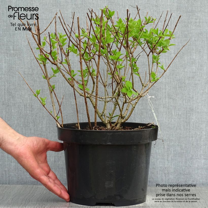 Exemplaar van Hydrangea paniculata Bobo - Dwergpluimhortensia Pot van 6 l/7 l zoals geleverd in de lente
