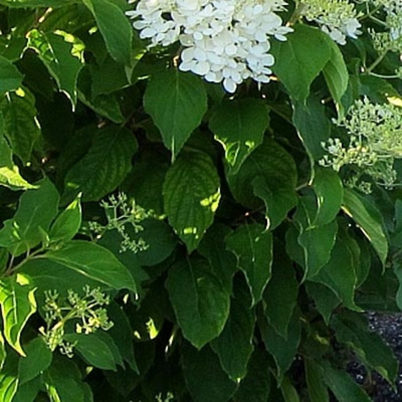 Hydrangea paniculata Bombshell - Pluimhortensia (Foliage)