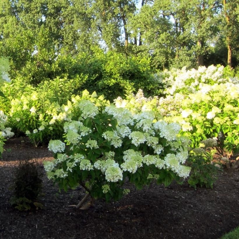 Hydrangea paniculata Bombshell - Pluimhortensia (Plant habit)