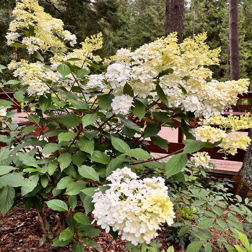 Hydrangea paniculata Candlelight - Pluimhortensia (Plant habit)