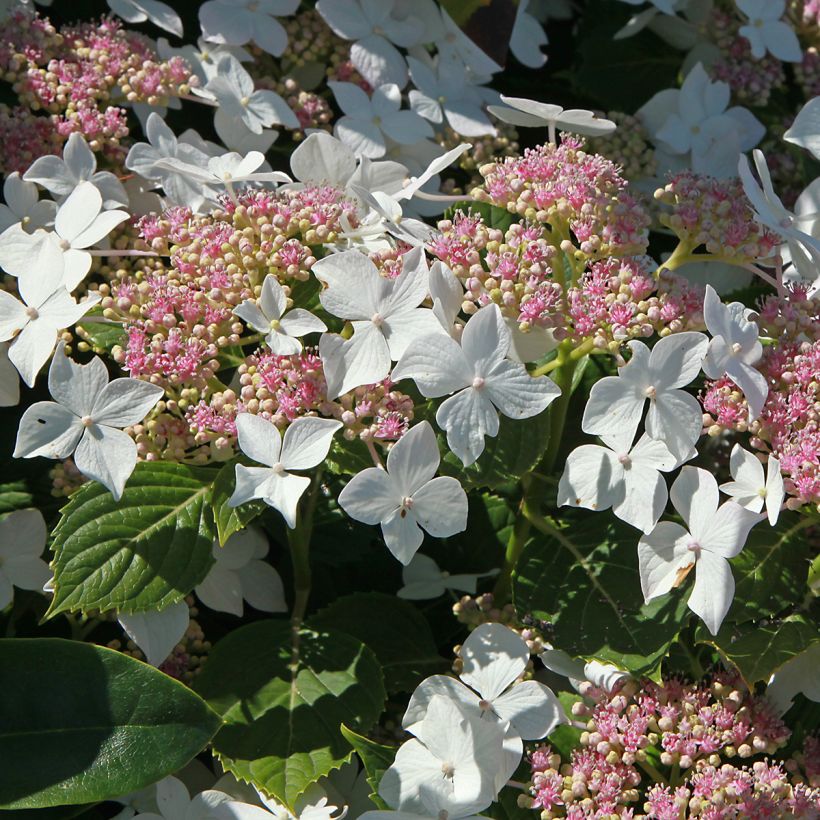 Hydrangea paniculata Confetti - Pluimhortensia (Flowering)