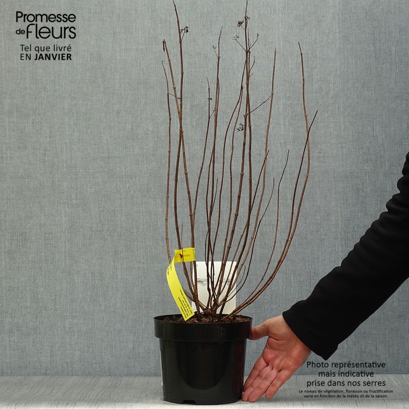 Example of Hydrangea paniculata Confetti - Hortensia paniculé Pot van 2 l/3 l as you get in hiver