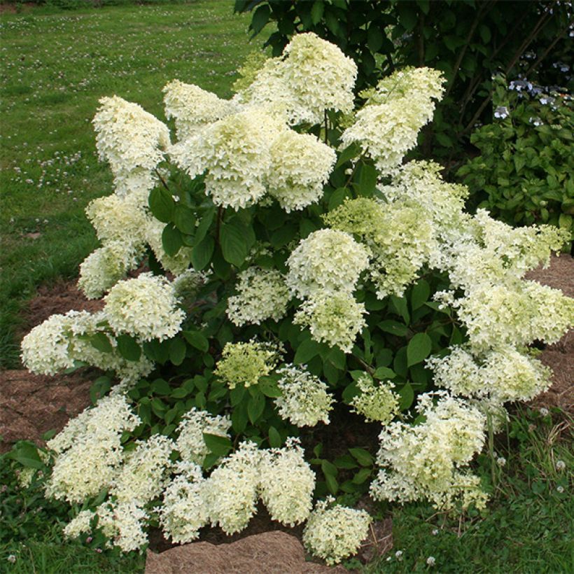 Hydrangea paniculata Dentelle De Gorron Rencri - Pluimhortensia (Plant habit)