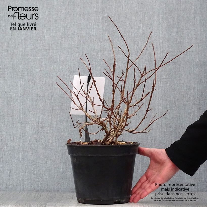 Example of Hydrangea paniculata Dentelle de Gorron - Hortensia paniculé Pot van 3 l/4 l as you get in hiver