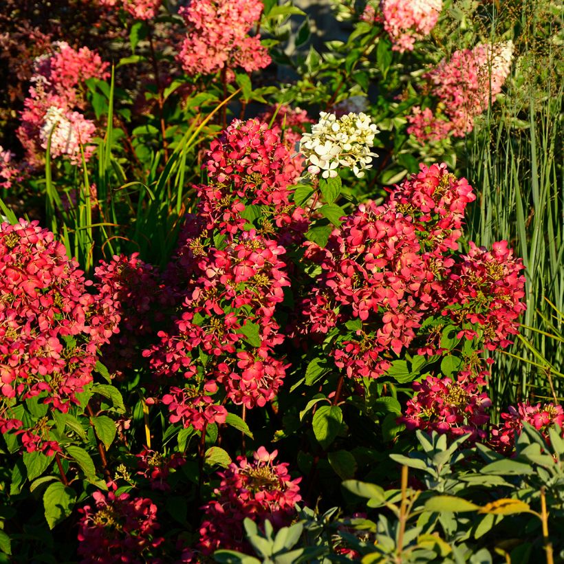 Hydrangea paniculata Diamant Rouge - Pluimhortensia (Plant habit)