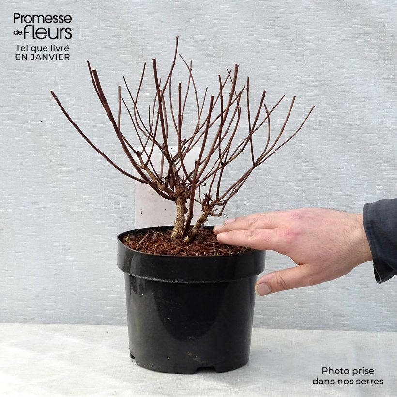 Example of Hydrangea paniculata Diamant Rouge - Hortensia paniculé Pot van 2 l/3 l as you get in hiver