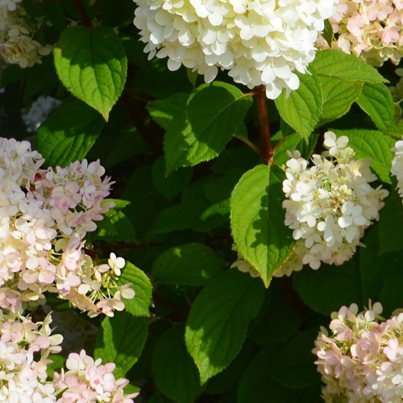 Hydrangea paniculata Diamantino - Pluimhortensia (Foliage)