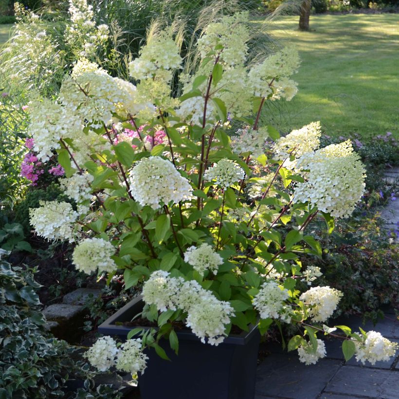 Hydrangea paniculata Diamantino - Pluimhortensia (Plant habit)