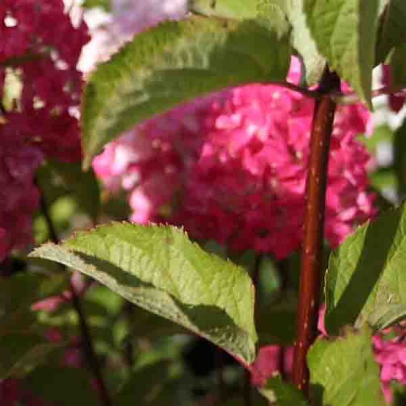 Hydrangea paniculata Fraise Melba - Pluimhortensia (Foliage)