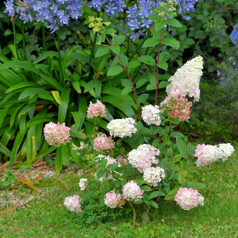 Hydrangea paniculata Fraise Melba - Pluimhortensia (Plant habit)