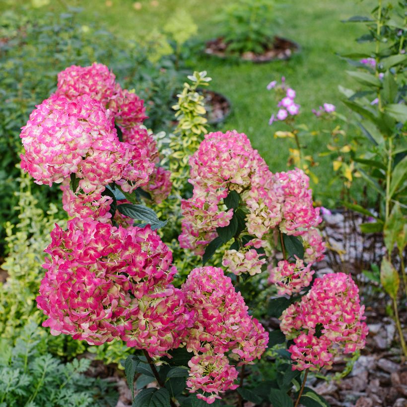 Hydrangea paniculata Framboisine - pluimhortensia (Plant habit)