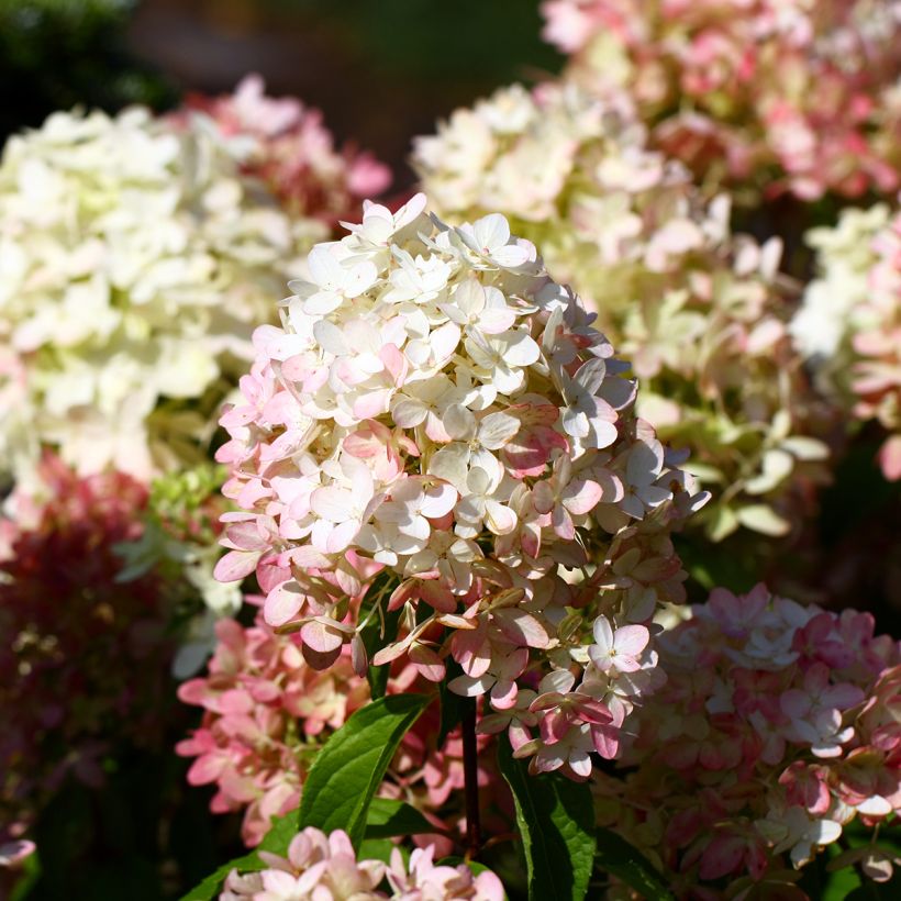 Hydrangea paniculata Graffiti - Pluimhortensia (Flowering)
