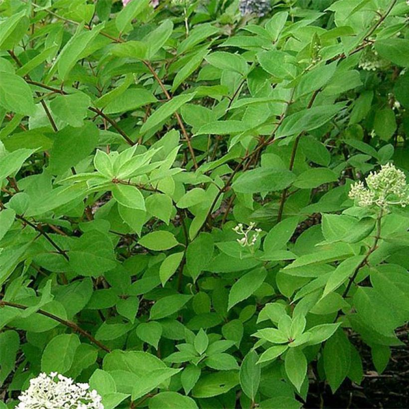 Hydrangea paniculata Grandiflora - Pluimhortensia (Foliage)