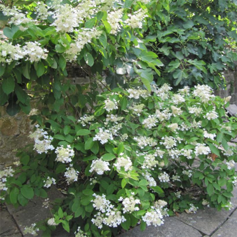 Hydrangea paniculata Grandiflora - Pluimhortensia (Plant habit)