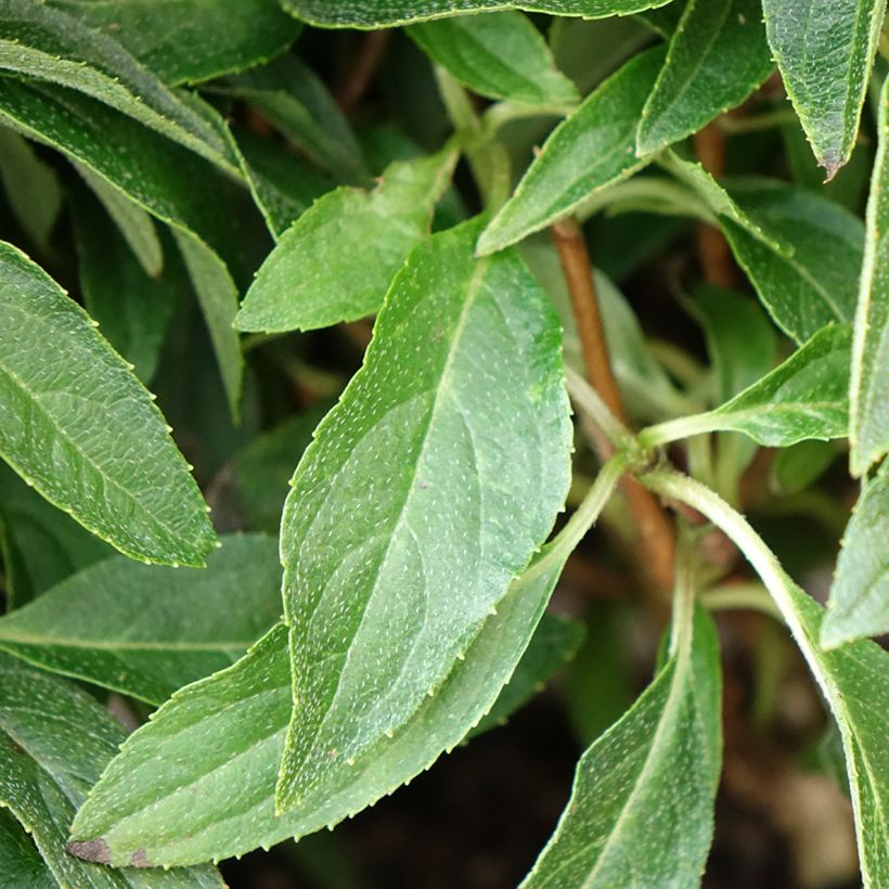 Hydrangea paniculata Groundbreaker Blush - Dwergpluimhortensia (Foliage)