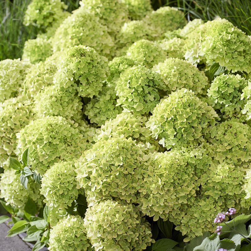 Hydrangea paniculata Groundbreaker Greeny - Dwergpluimhortensia (Flowering)