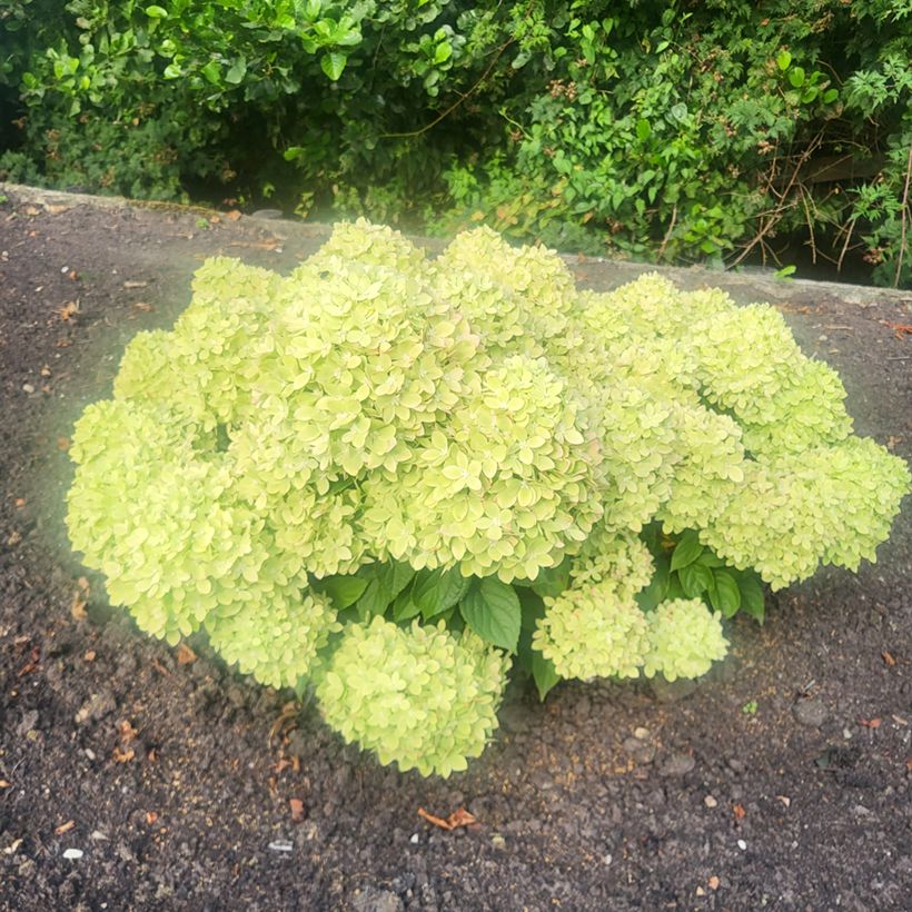 Hydrangea paniculata Groundbreaker Greeny - Dwergpluimhortensia (Plant habit)