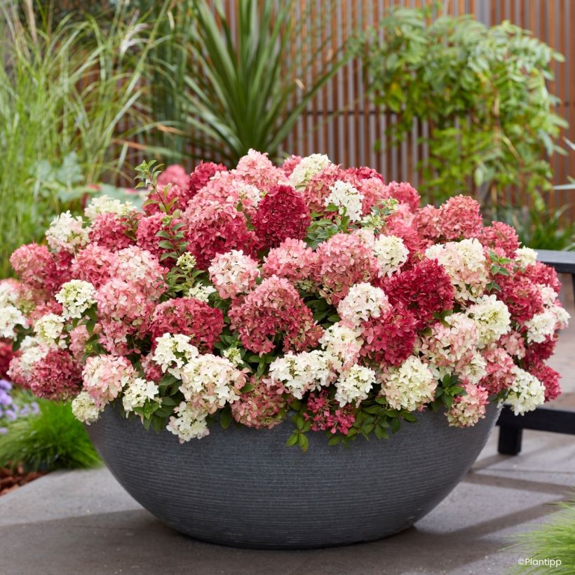Hydrangea paniculata Groundbreaker Ruby - Dwergpluimhortensia (Flowering)
